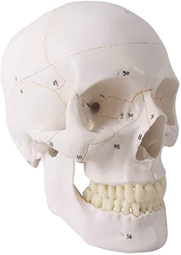 Amazon.co.jp: 人類の頭蓋骨解剖モデル、3部品、正常大、骨縫い線付き