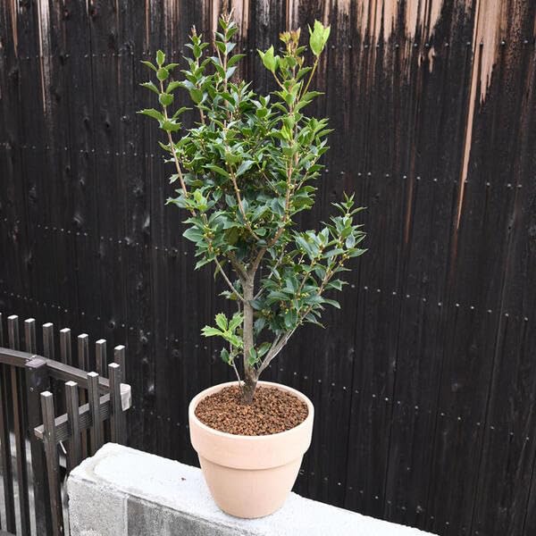 Amazon.co.jp: 鉢植えオニ柊 オニヒイラギテラコッタ鉢植え 縁起物