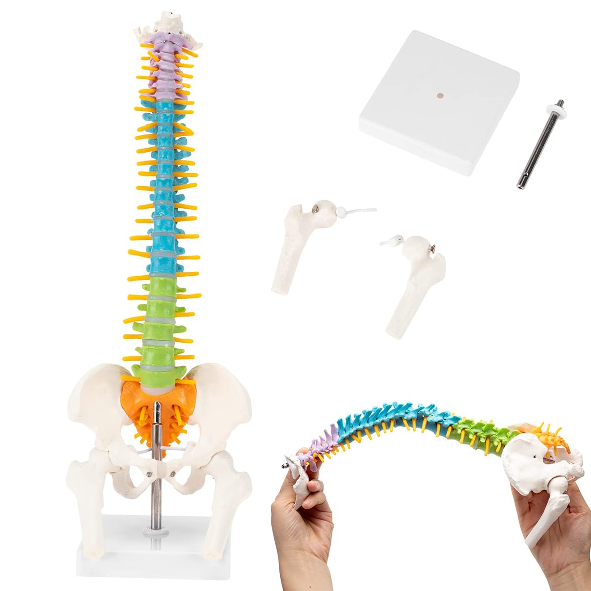 Amazon.co.jp: 人間の脊椎モデル 高精度 カラフル ミニ脊柱模型 約45cm