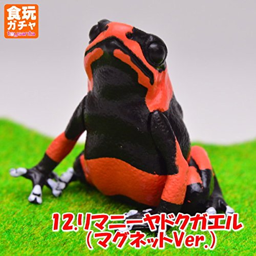 Amazon.co.jp: 【ヤドクガエル マグネット × ストラップ】リマニー