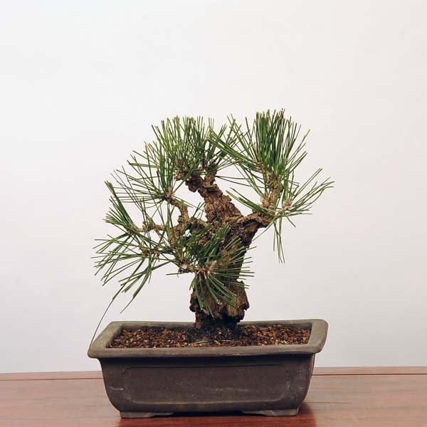 Amazon | 中品盆栽：錦黒松* 錦松幹肌ニシキマツにしきまつ bonsai | 盆栽