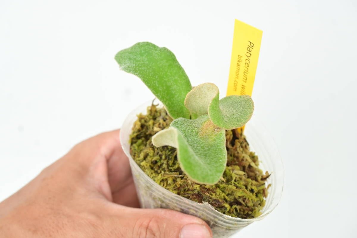 Amazon.co.jp: P.willinckii 'Celso Tatsuta'④ @bikamori.com