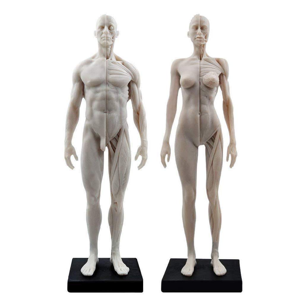 Amazon.co.jp: 男性と女性 人体モデル 人体模型 1セット 11インチ 約