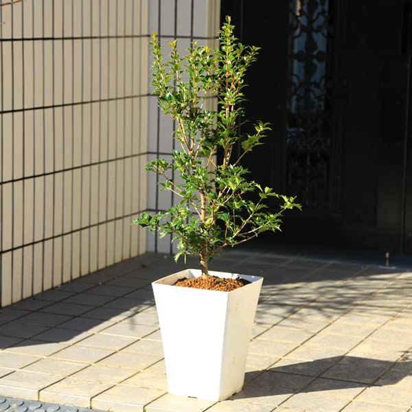 Amazon.co.jp: 遊恵盆栽 庭木・植木・鉢植え：オニヒイラギ（鬼柊