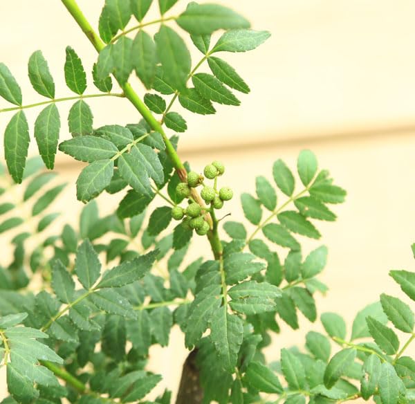 Amazon.co.jp: 庭木・植木：朝倉山椒（あさくらさんしょう）*実山椒