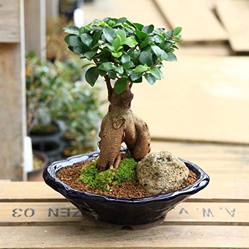 Amazon.co.jp: 遊恵盆栽： 特選ガジュマル(多幸の樹)*(苔・石付き)(青