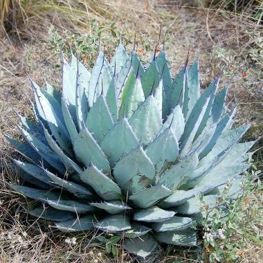 Amazon｜【種子】Agave Applanata◇アガベ・アプラナータ◎孫悟空