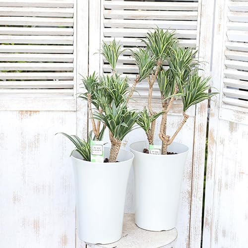 Amazon｜観葉植物 斑入り ドラセナ コンパクタ ホワイト 7号 高さ60cm