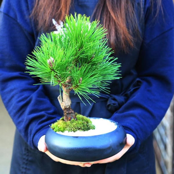 Amazon.co.jp: 遊恵盆栽：黒松（モダン陶器鉢 ）*苔と寒水付き くろ
