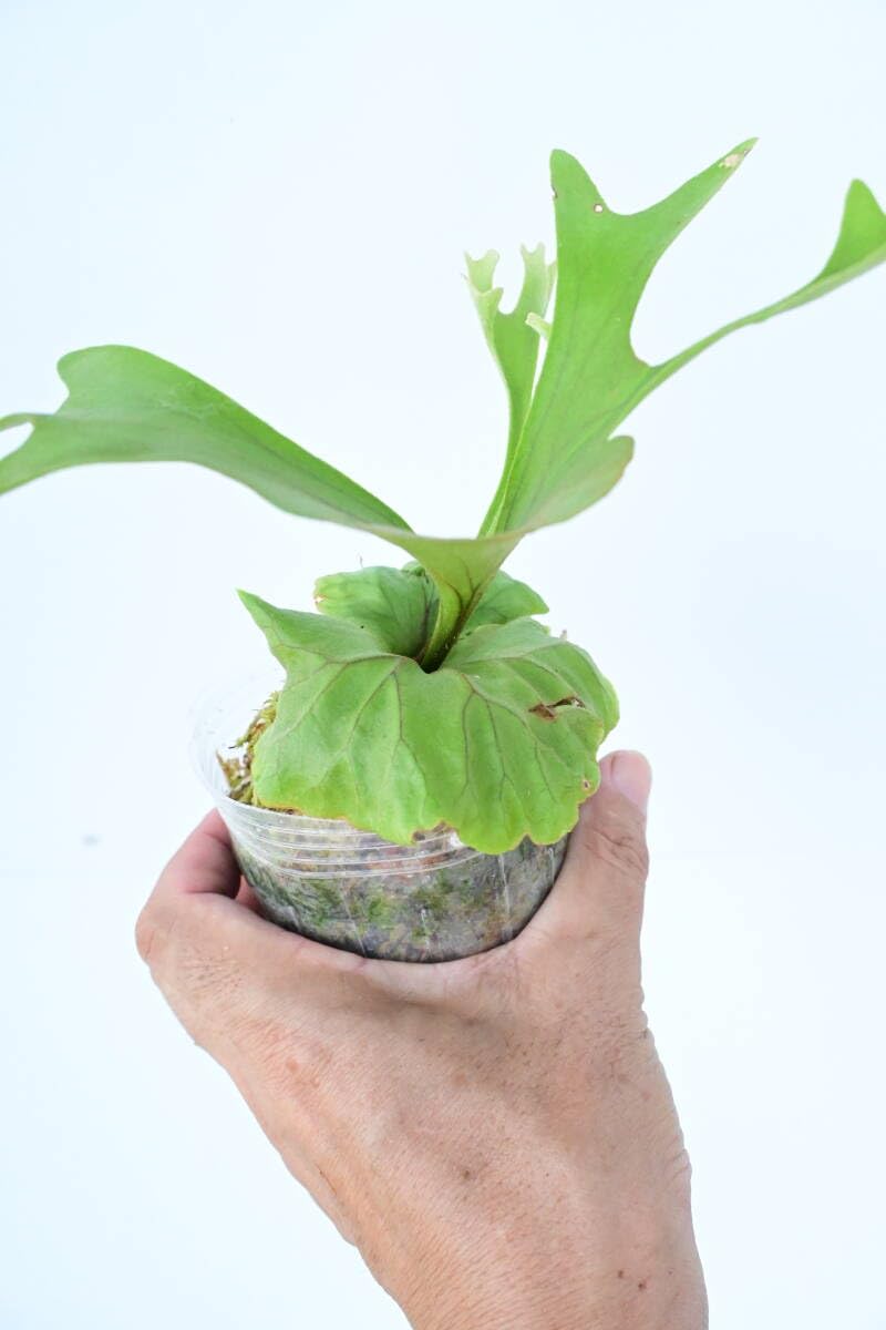Amazon.co.jp: P.ridleyi narrow form spored② @bikamori.com