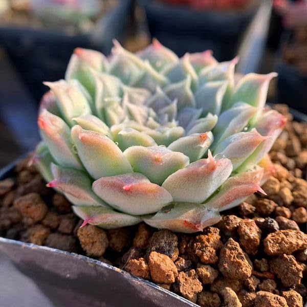 Amazon.co.jp: 農園直売 多肉植物 寄せ植え エケベリア属 ハート