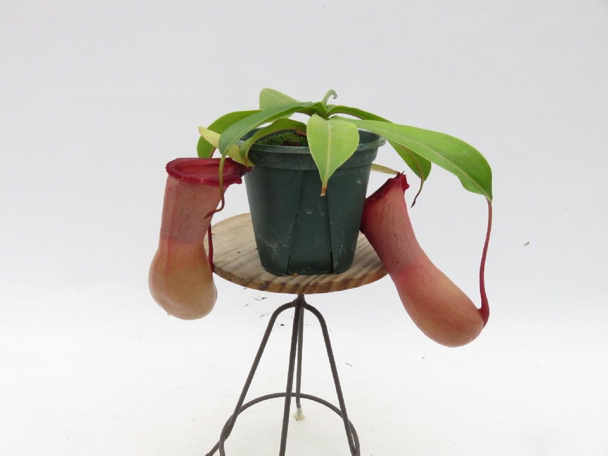 Amazon.co.jp: N.ventricosa Quezon,Luzon 201902 YFK2 3号現品限り