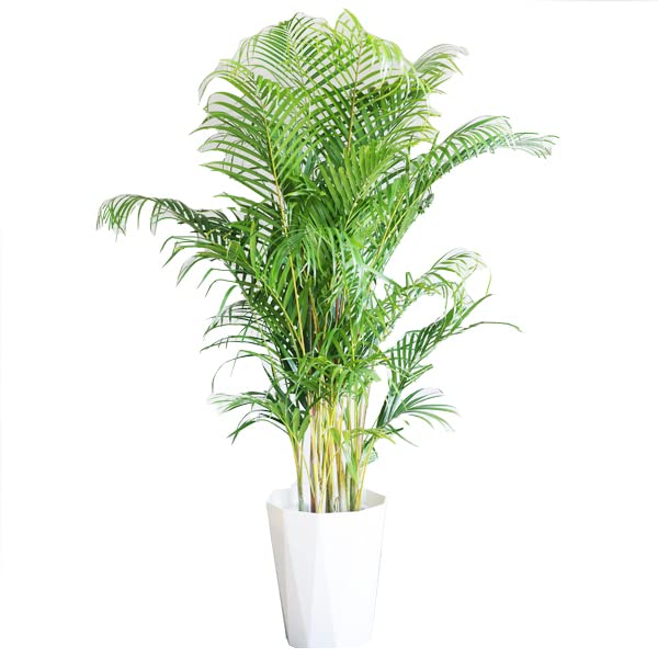 Amazon｜アレカヤシ 優雅なヤシの木 観葉植物 10号 大鉢 観葉植物