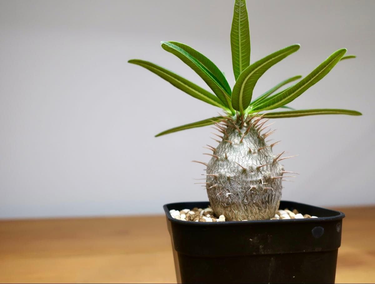 Amazon｜パキポディウム グラキリス 実生3年 丸型 細葉②｜観葉植物