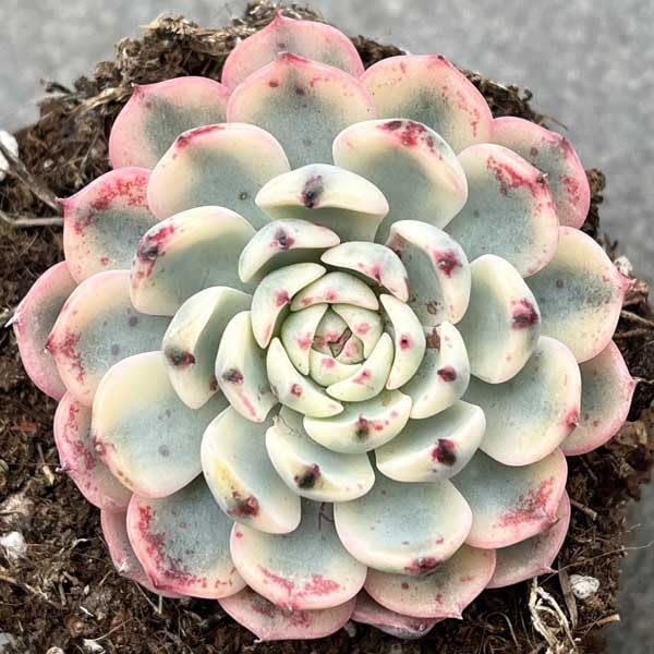 週末のみ出品** 多肉植物 韓国苗 りんごの花 抜き苗 10cm以上 週末のみ