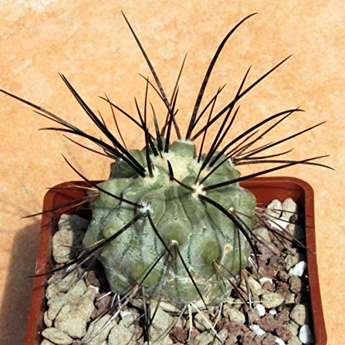 Amazon.co.jp: 【種子】Copiapoa Carizalensis◇コピアポア