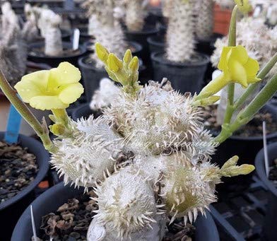 Amazon.co.jp: 【種子】Pachypodium Brevicaule Ceream-Flower