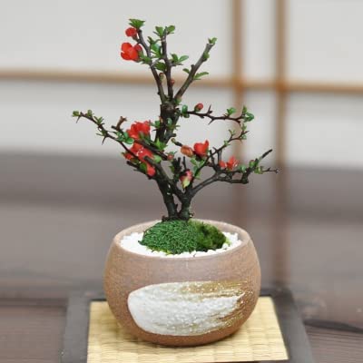 Amazon.co.jp: 盆栽妙 長寿梅 茶丸 ミニ盆栽 花 鉢植 プレゼント