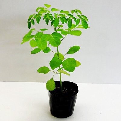Amazon.co.jp: モリンガの苗 2株セット : DIY・工具・ガーデン