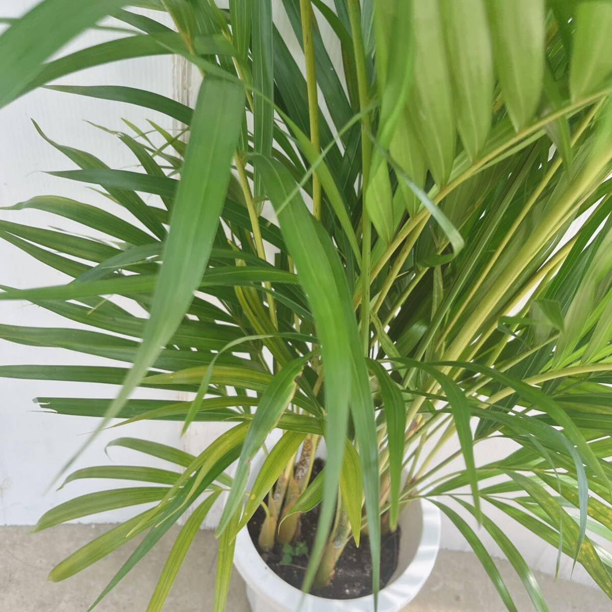 Amazon｜観葉植物 アレカヤシ 8号 大型大株 インテリアグリーン室内