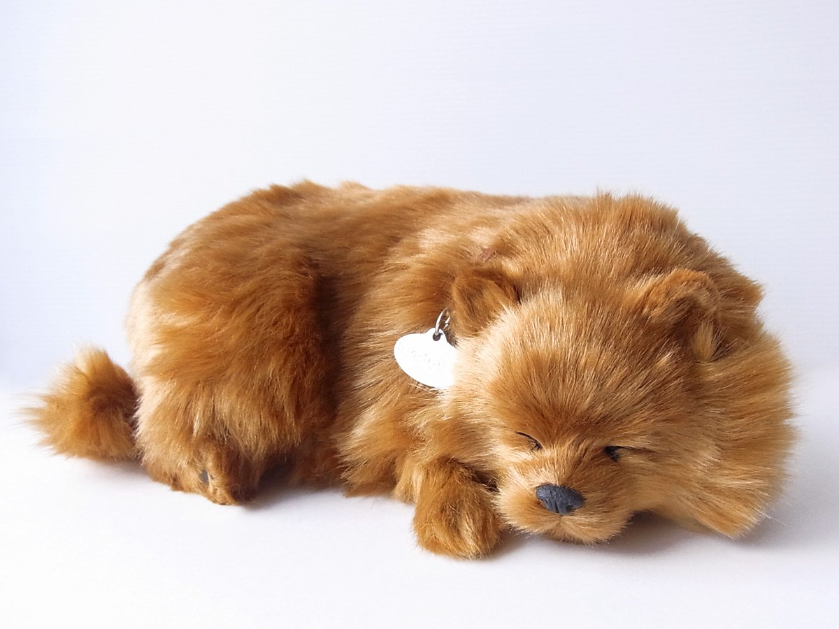Amazon.co.jp: ニニアンドキノ パーフェクトペット (小サイズ