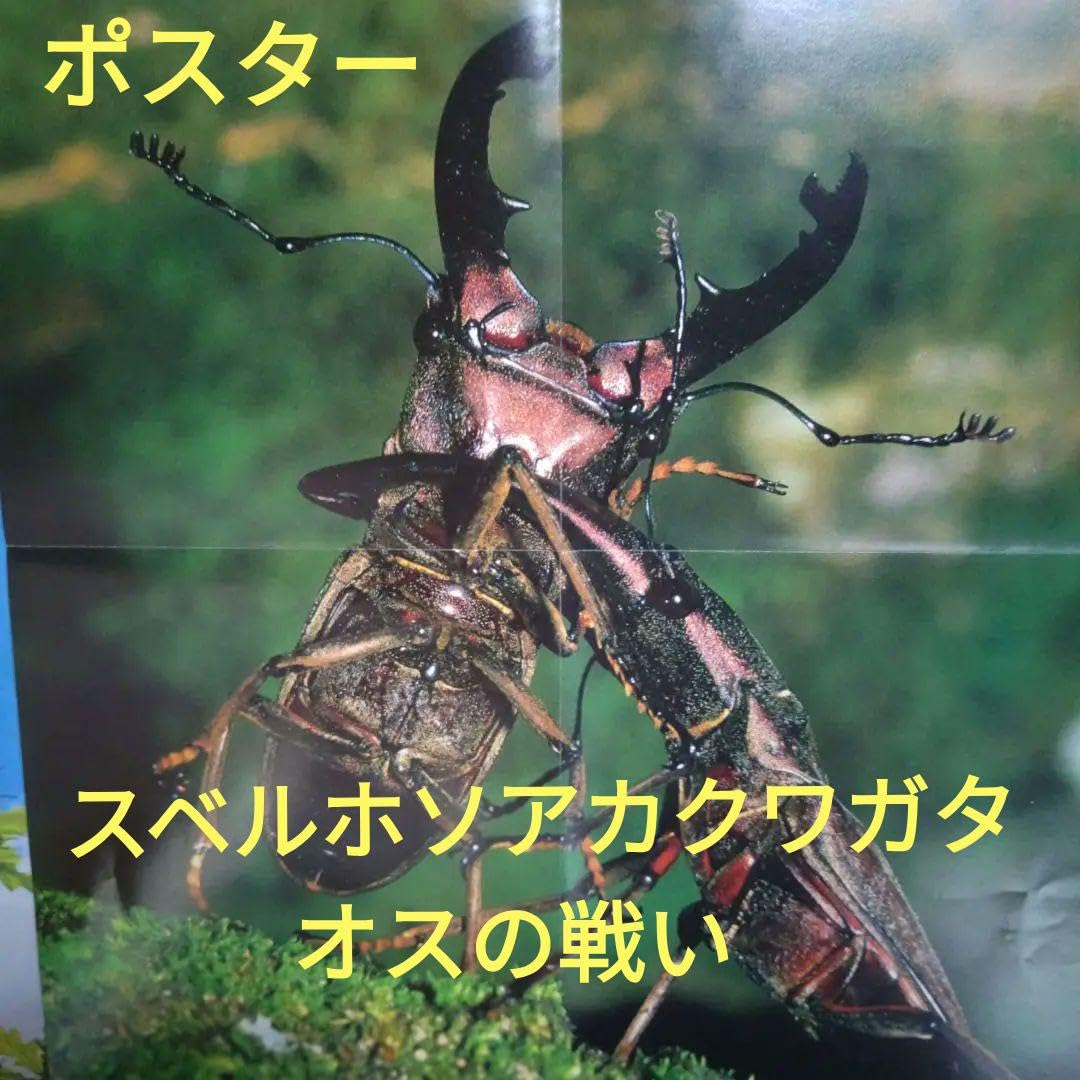Amazon.co.jp: 折りたたみポスター！ 海外カブトムシ＆クワガタ昆虫