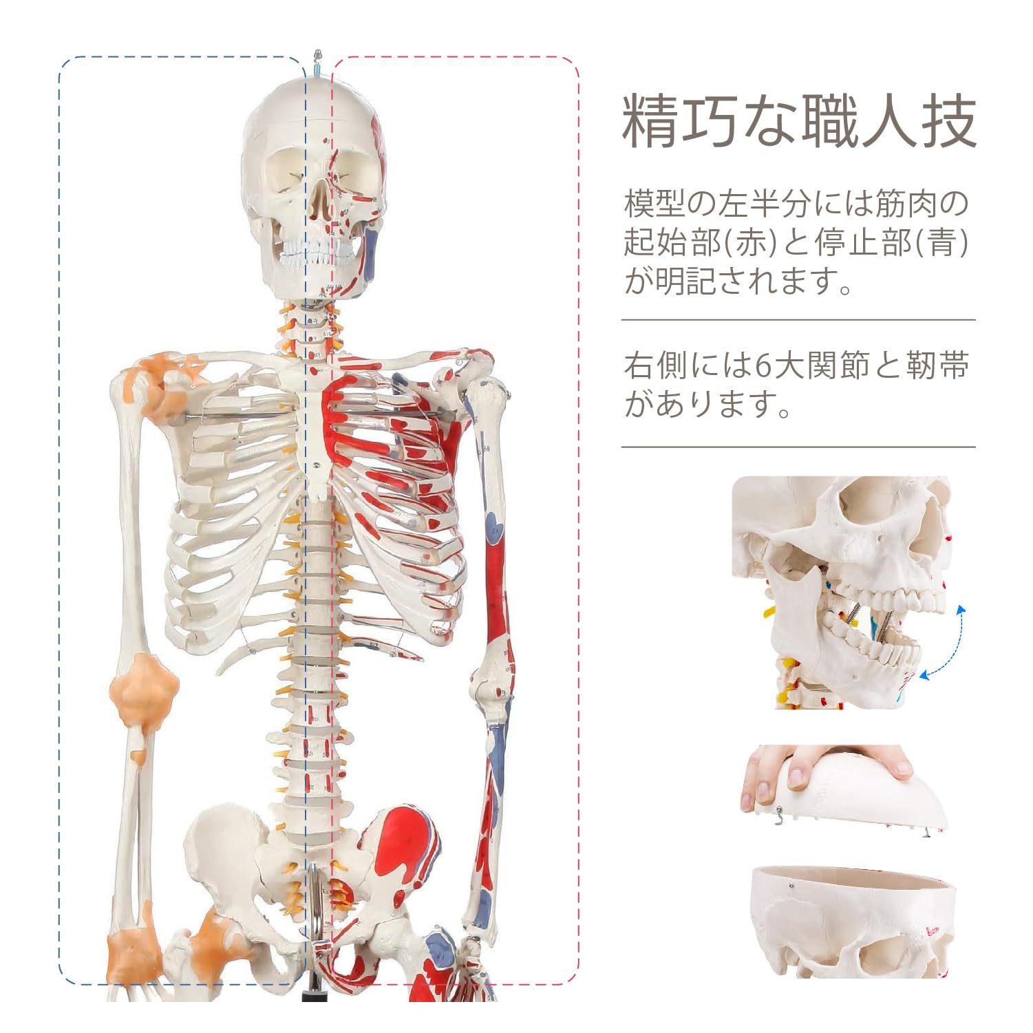 Amazon.co.jp: Kurflo 人体骨格模型 教育用 【176cm】 等身大 人体模型