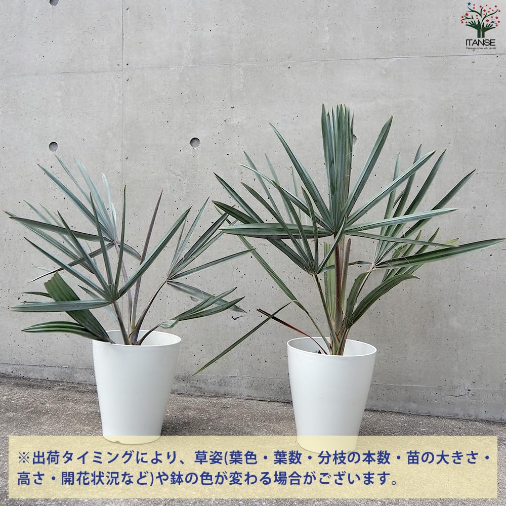 Amazon｜ビスマルキア・ノビリス シルバー7号【品種で選べる観葉植物