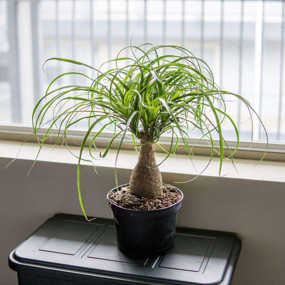 Amazon.com : Perfect Plants Ponytail Palm | Beaucarnea Recurvata