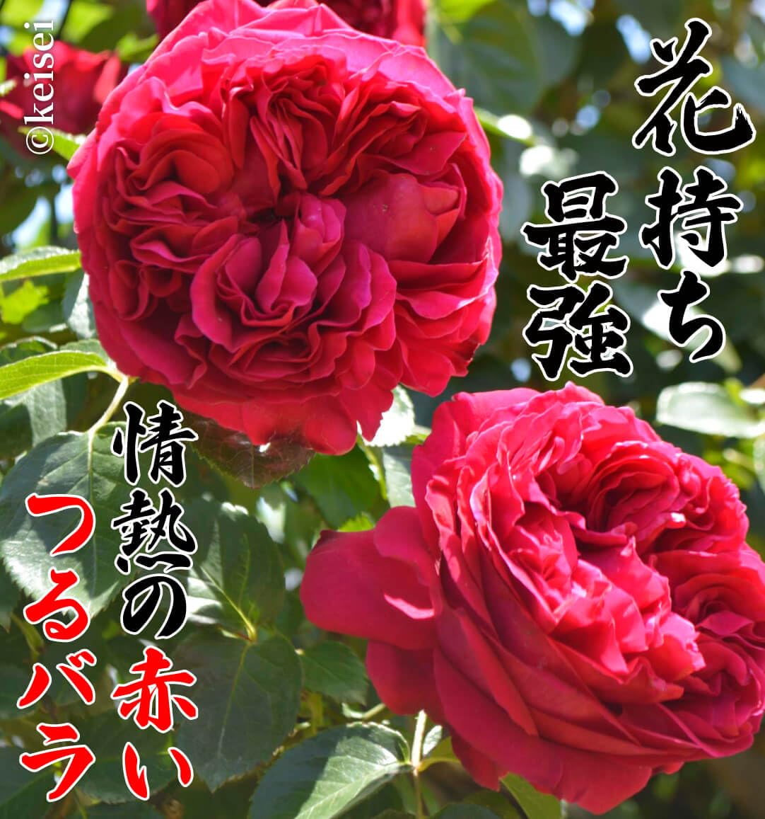 希少 薔薇苗 バラ苗 ロンドン。。。2年 1鉢 希少 薔薇苗 バラ苗