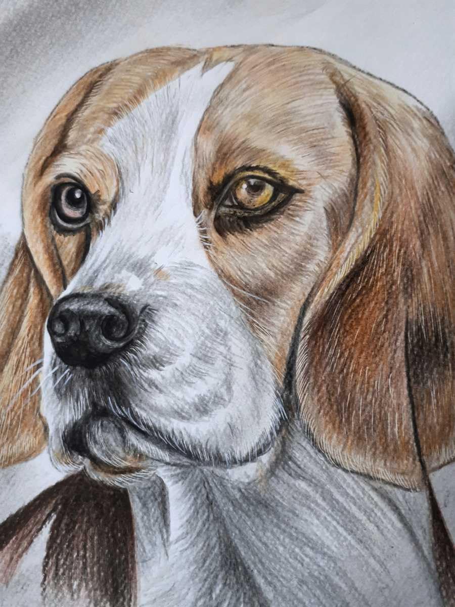 Amazon | 色鉛筆画 ビーグル犬 | 色鉛筆 | 文房具・オフィス用品
