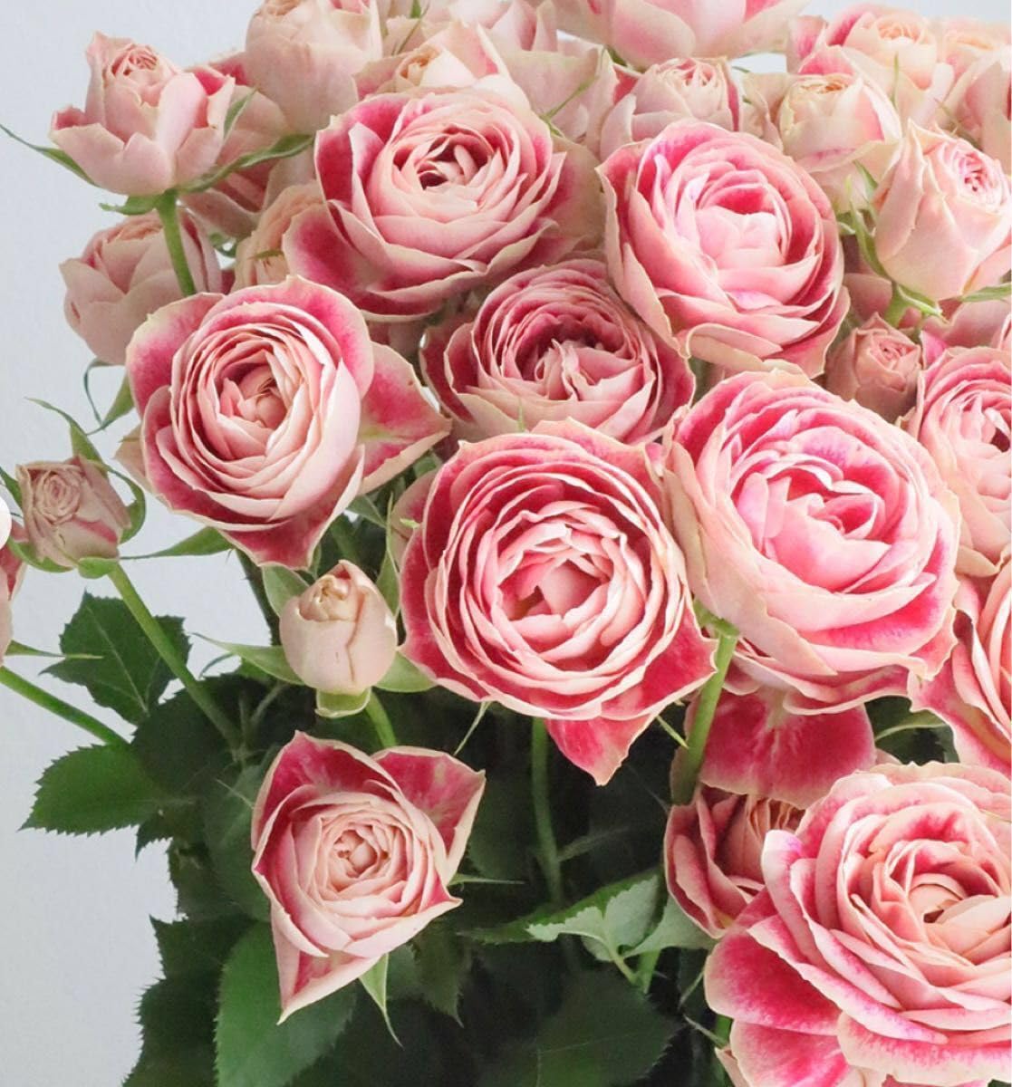 丸」切り花品種バラ苗 Rome♡ Rose 丸」切り花品種バラ苗 Rome♡ Rose