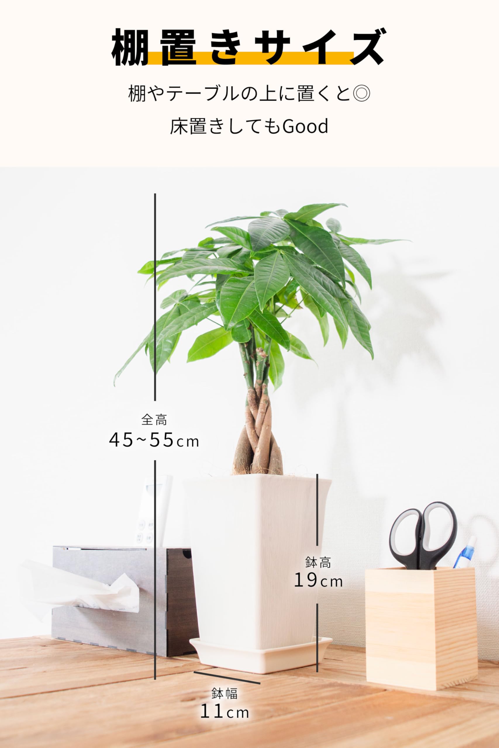 Amazon｜[ miipas ] パキラ 5号鉢 観葉植物 本物 ねじり 編み込み 幸運