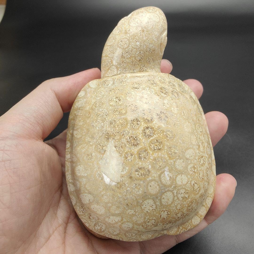 Amazon.co.jp: 1 サンゴの化石 亀 大 天然石 菊目石 珊瑚 コラール