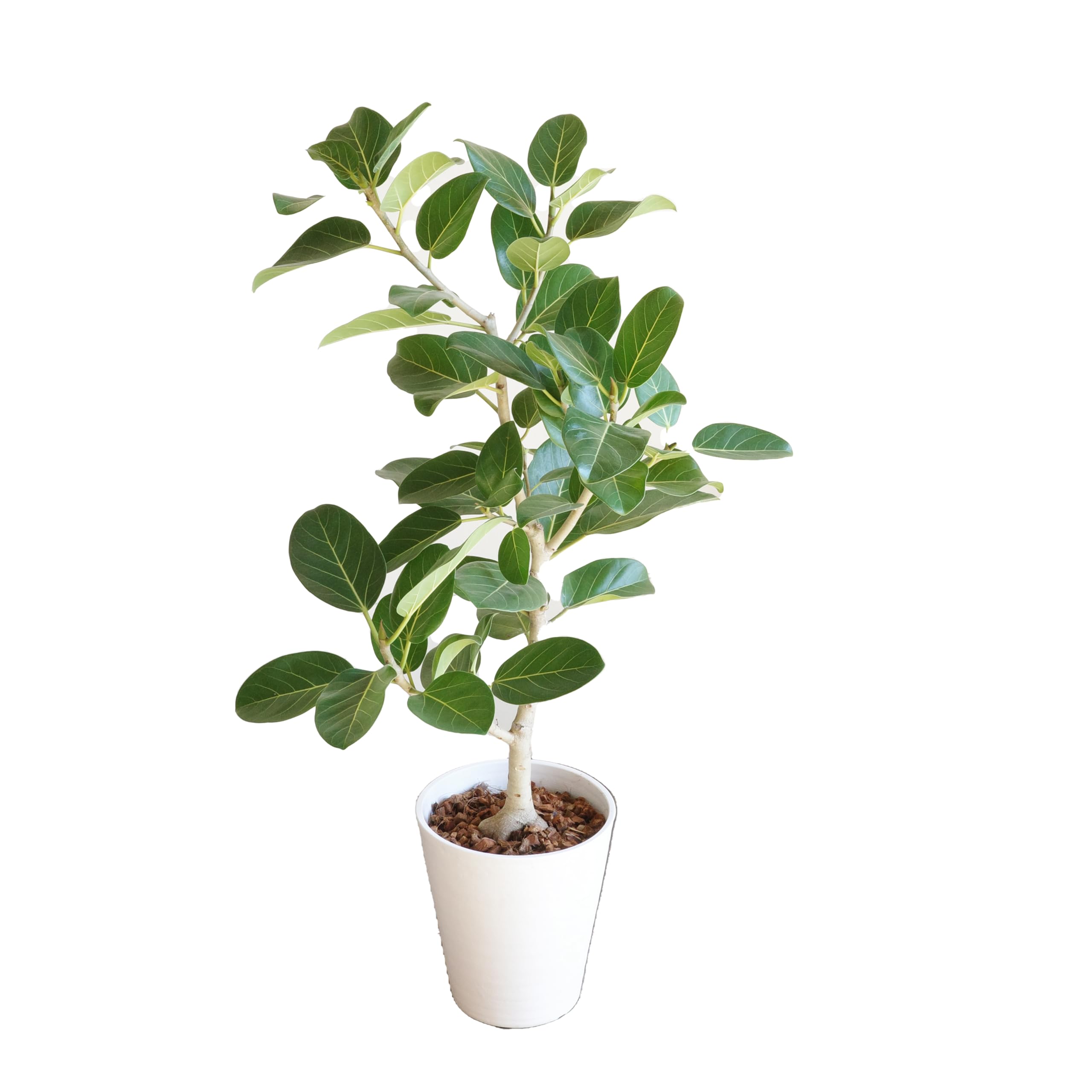 Amazon.co.jp: フィカス ベンガレンシス 観葉植物 本物 ホワイトセラ