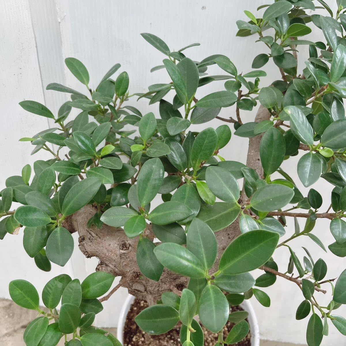 現品 ガジュマル 尖閣ガジュマル センカクガジュマル 古木 観葉植物