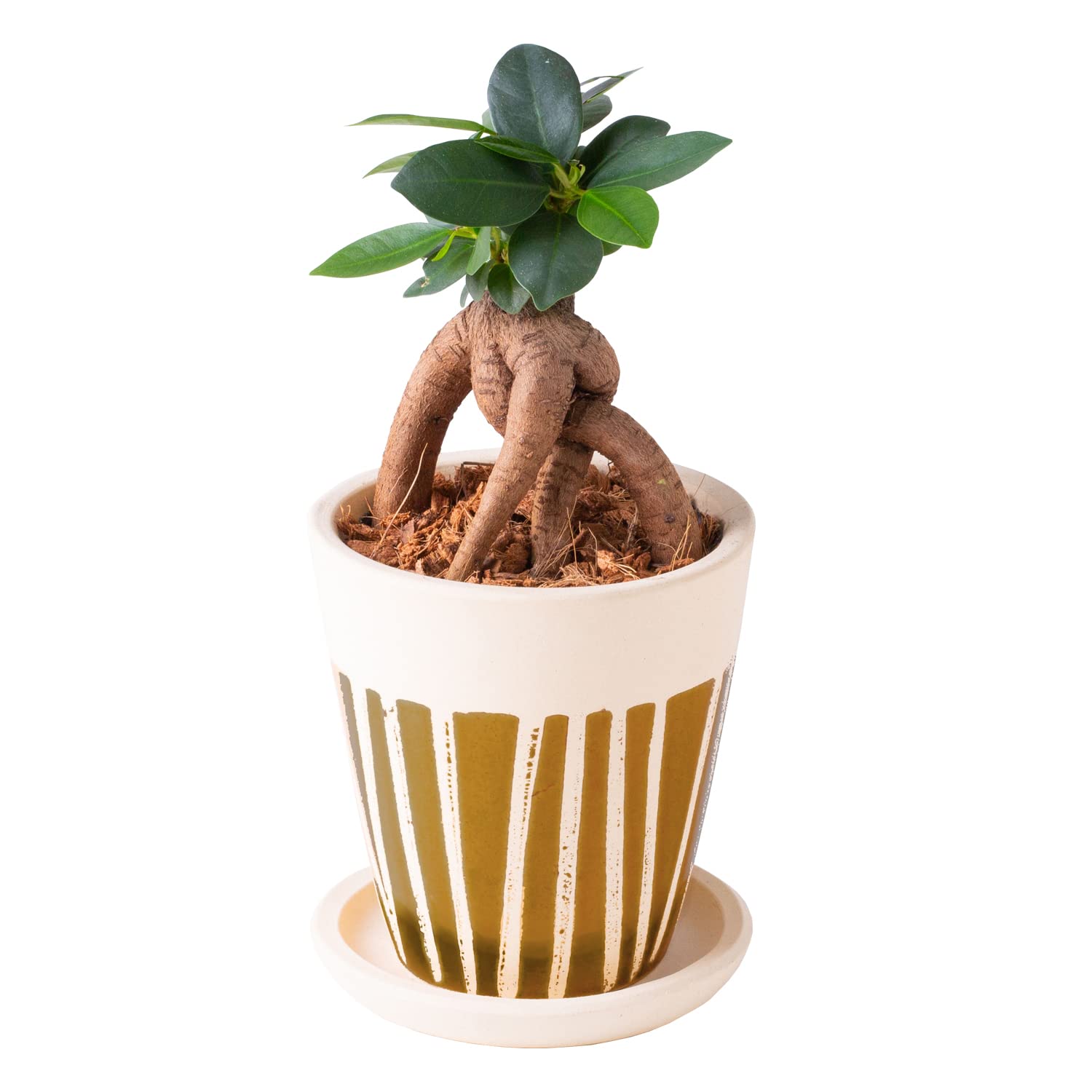 Amazon｜花のギフト社 ガジュマル がじゅまる ガジュマルの木 観葉植物