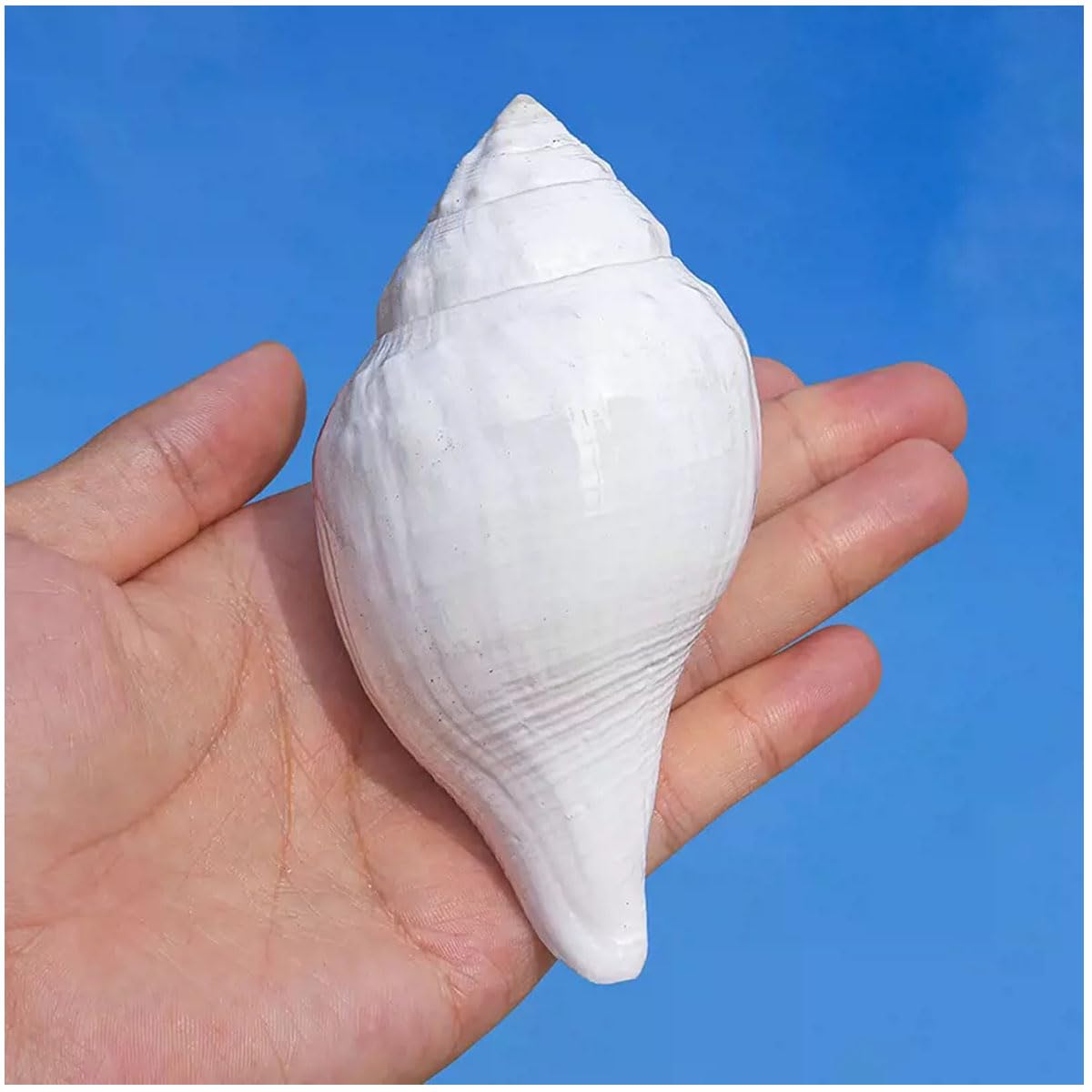 Amazon.co.jp: 貝殻ナチュラルホワイト巻き貝9~12cm装飾用DIY工芸品