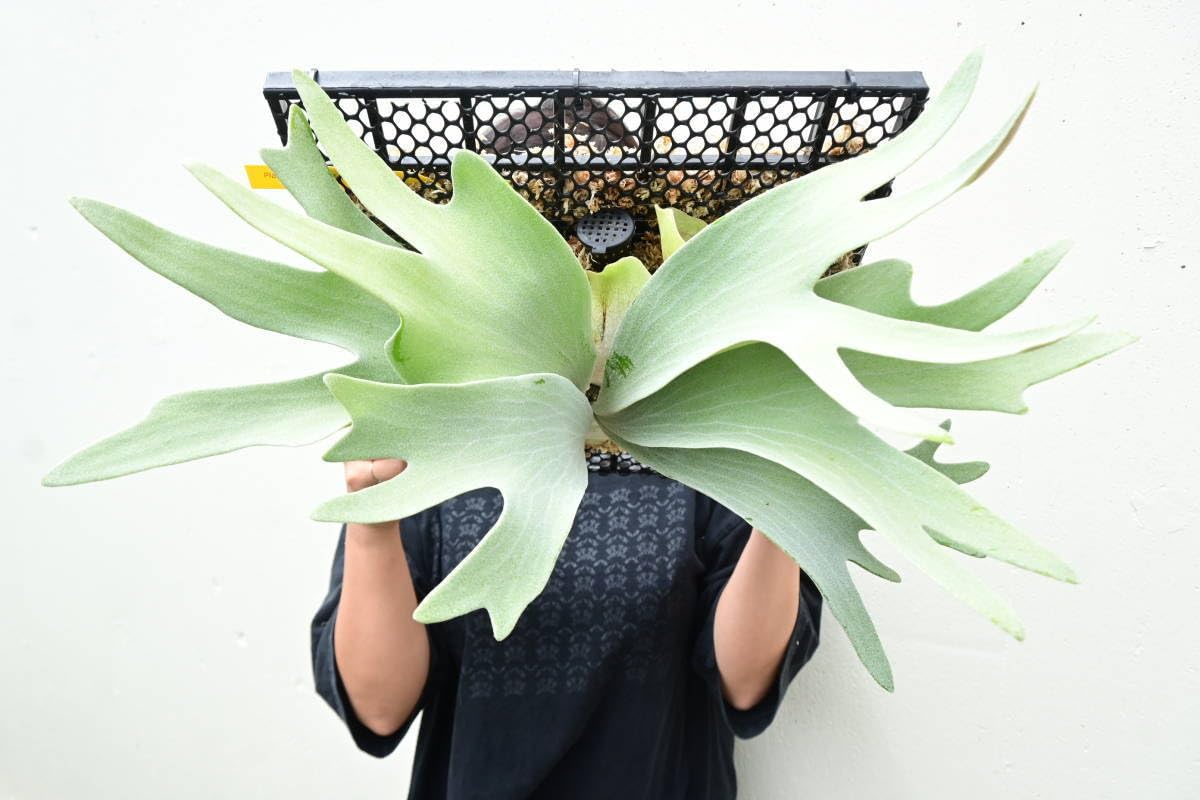 Amazon.co.jp: P.griffin(P.veitchii x P.diversifolium)② @bikamori