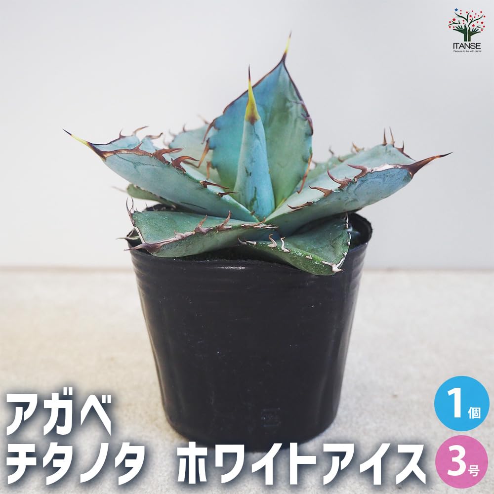 Amazon｜ITANSE アガベ チタノタ ホワイトアイス 3号 1個売り