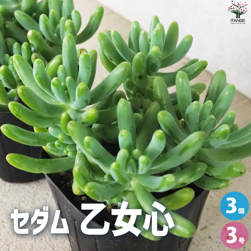Amazon.co.jp: セダム 乙女心(オトメゴコロ) 3号ポット 3個セット