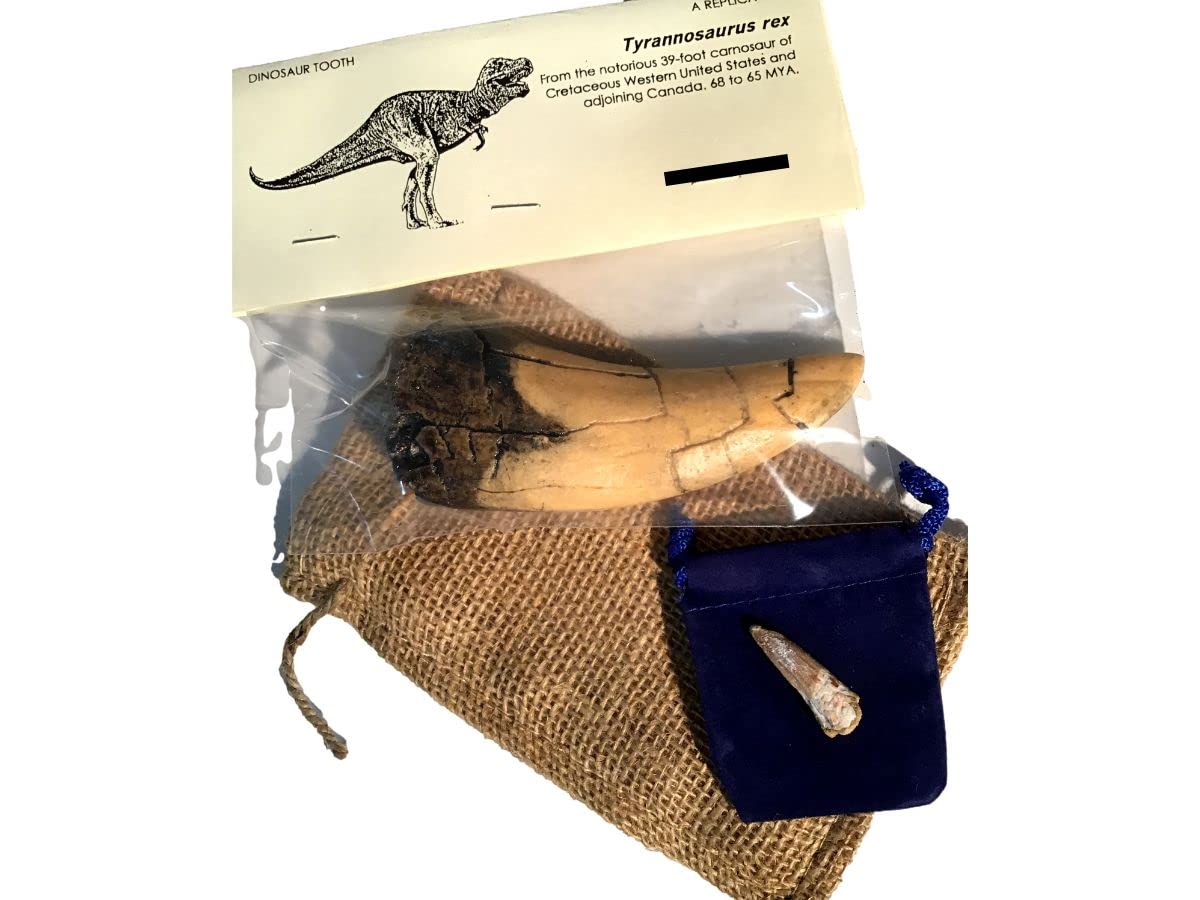 Amazon | DINOSAURS ROCK ティラノサウルス レックス トゥース
