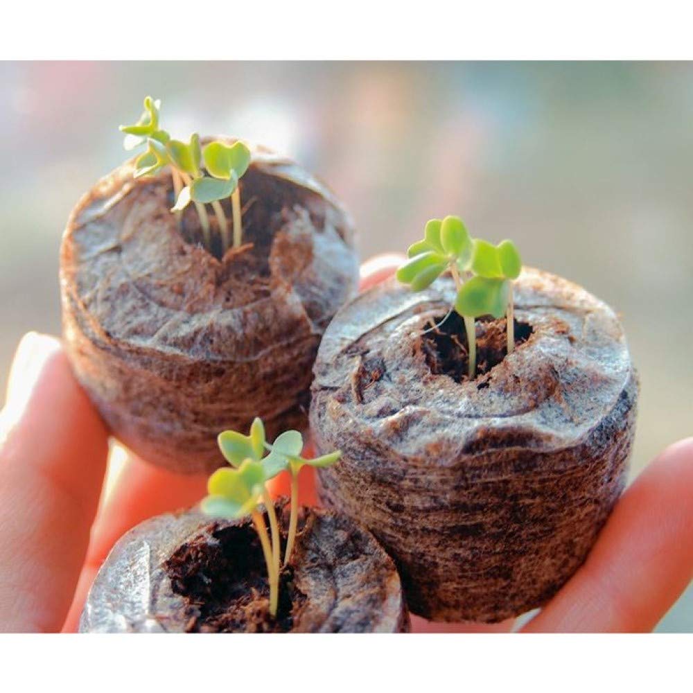 Amazon | サカタのタネ【Seedfun.】そのまま植えられる土ポット