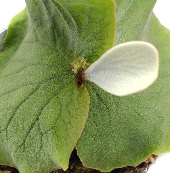 Amazon.co.jp: 希少・ ビカクシダ アンゴレンセ（エレファントティス