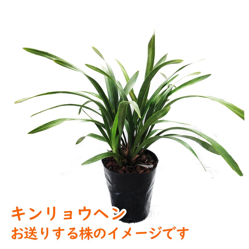 Amazon.co.jp: 【 花芽2個付き 】キンリョウヘン 苗 花（ 金稜辺
