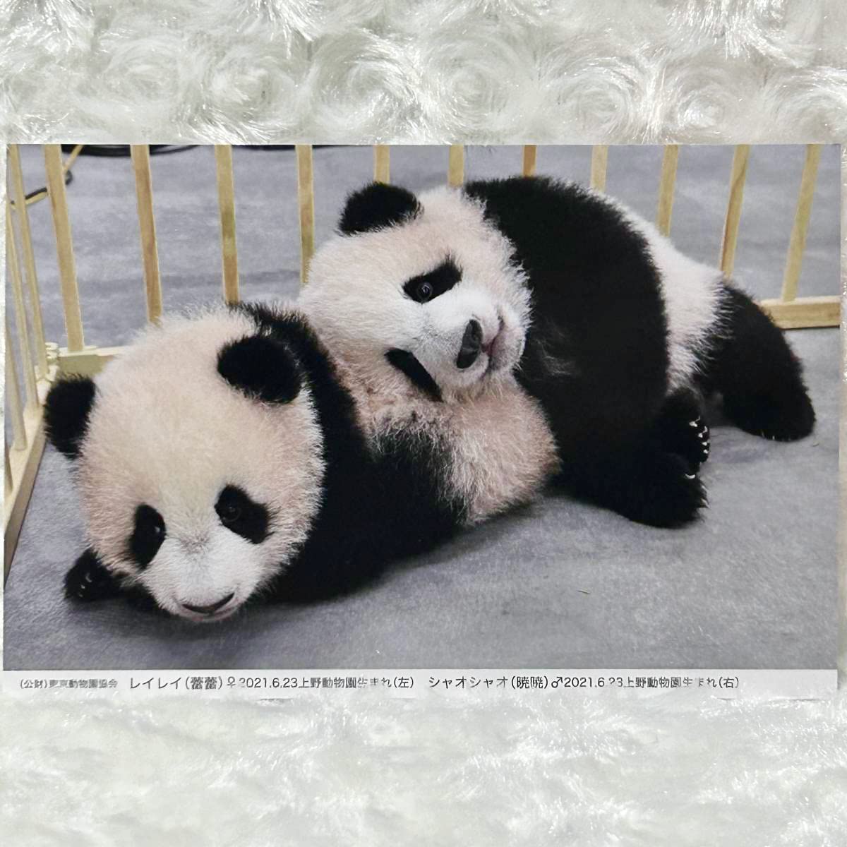 Amazon.co.jp: 上野動物園歴代パンダ ポストカードシャオシャオ
