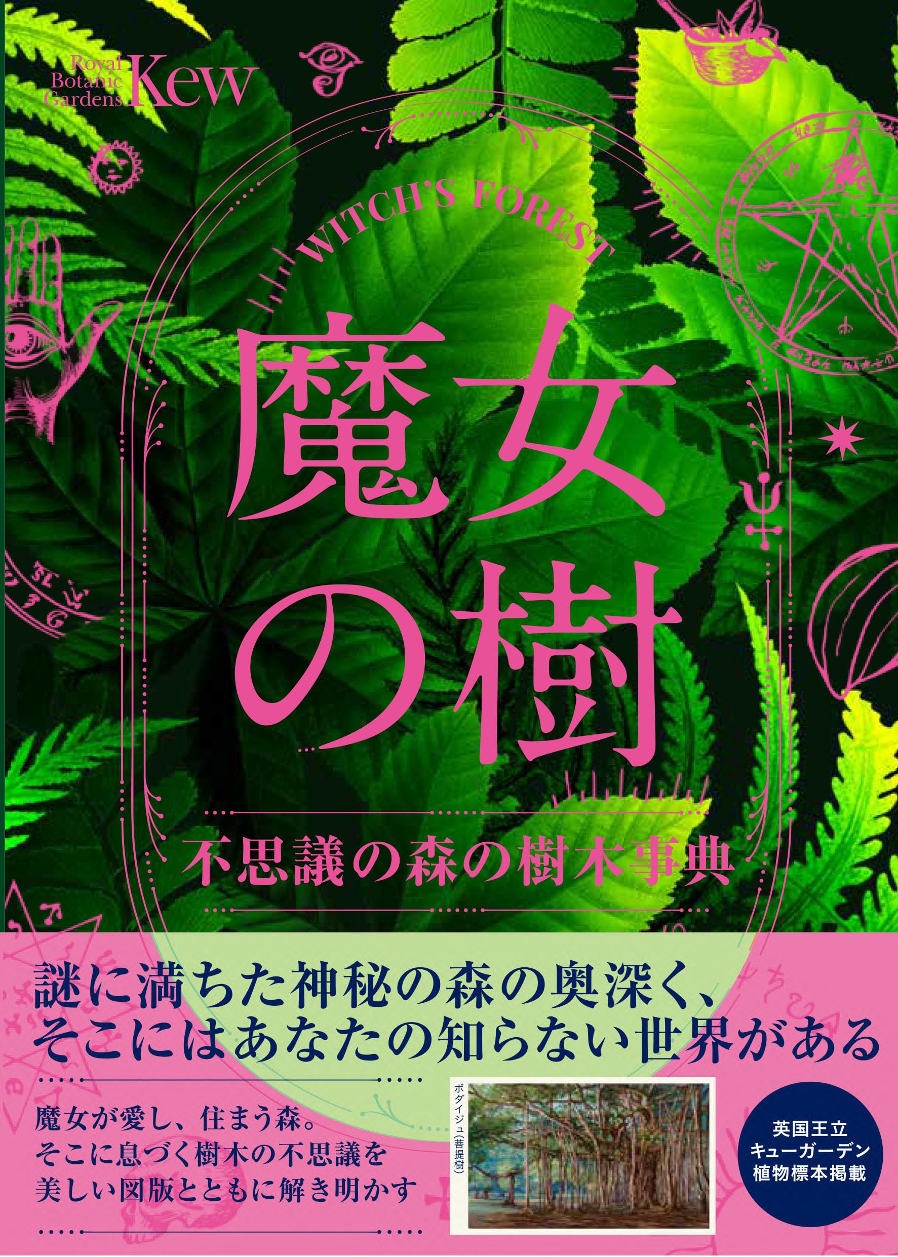Amazon.co.jp: 魔女の樹 不思議の森の樹木事典 : サンドラ・ローレンス