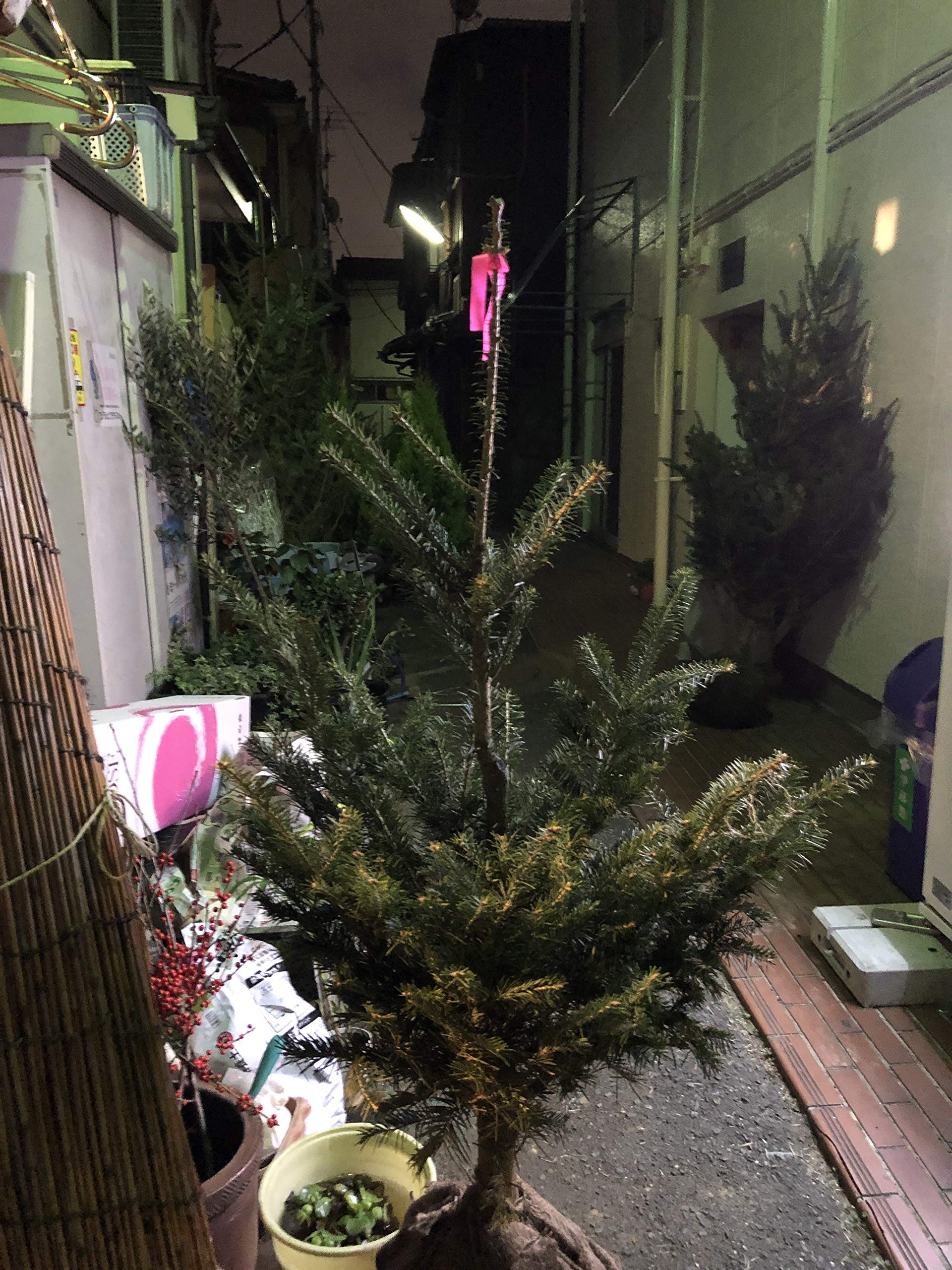 Amazon.co.jp: モミの木 本物のクリスマスツリー【樅の木100センチ