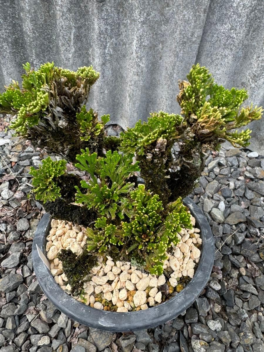 Amazon.co.jp: 岩松 イワヒバ 岩ヒバ 盆栽 山野草 高山植物 312 : DIY