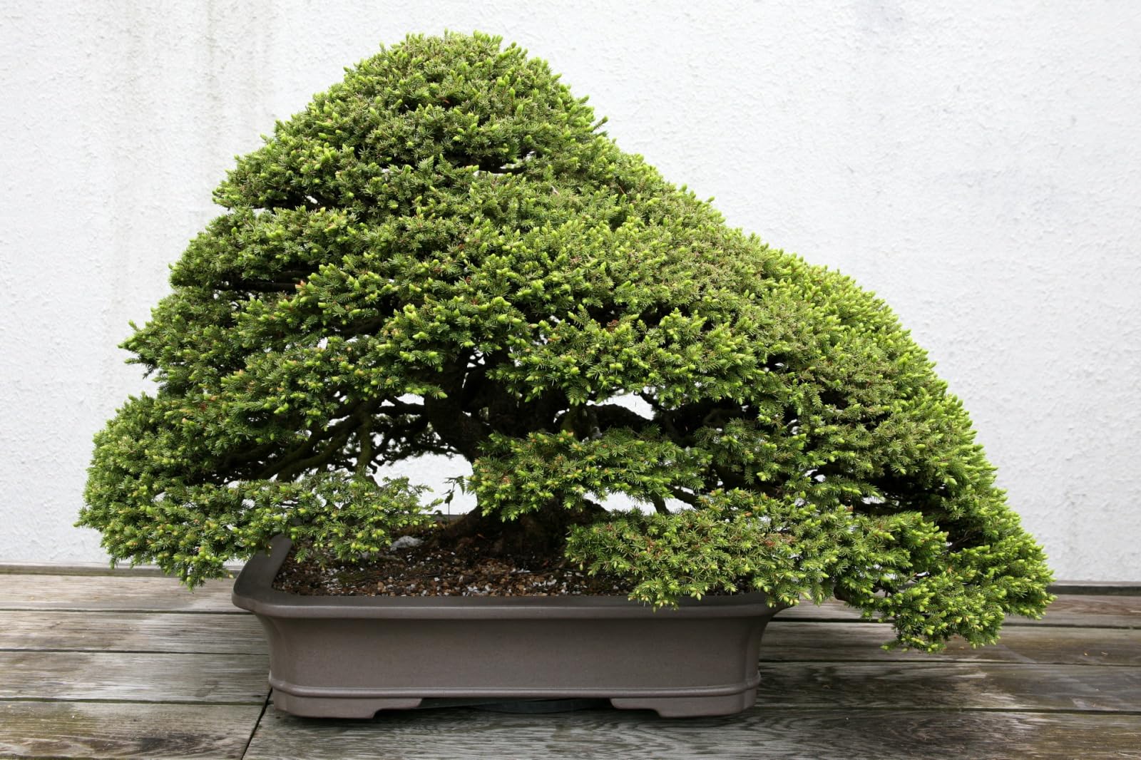 Amazon.co.jp: アカエゾマツ＜赤蝦夷松＞ 種子20粒 Sachalin spruce 20